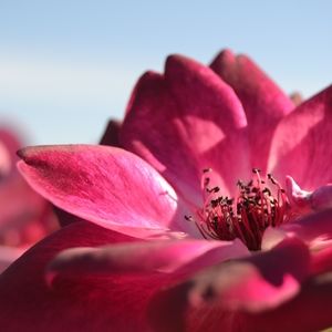 Meet your Posher, Maddie